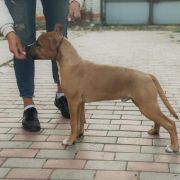 Team Leader Via Fortuna