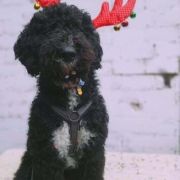 Aussie Welkope CZAS NA SPANKO