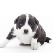 ANIMA DE RIVIA Natalaland