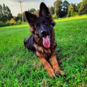 DOBRAWA DOVICKA Kingfran (FCI)