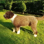 YASUMI Bona Espero (FCI)