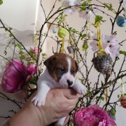 Ashanti Winged Guardians FCI 