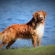 Chrilikas Eventyrlige Egon-Egon