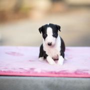 KIMCHI Paka Czworaka