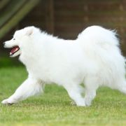 HAILLEY Small Silver FCI