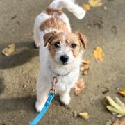 ZOE Royal Terrier (FCI)