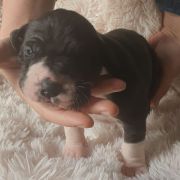 ORIGAMI Czar Olbrzyma