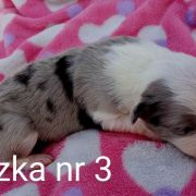 suczka 3