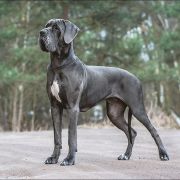 YOKO ONO Margarejro FCI