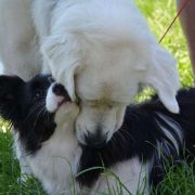 Borderforyou (FCI) ANGEL SZILA