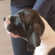 OWIDIUSZ Czar Olbrzyma