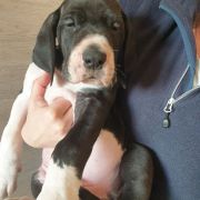 OWIDIUSZ Czar Olbrzyma