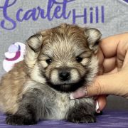 YOUR LOVE the Scarlet Hill