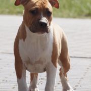 If I Were A Rich Man z Wiślanego Portu