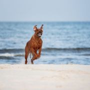 JULA Pręgowce z Jasienia