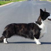 TELLTAIL FASHIONABLY LATE 