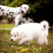 ACER z Łaciatej Krainy