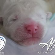 ALF VELARDO MARA