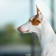 Felipe VI Baltas Vejas