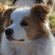 Milagro Que MARIGOLD