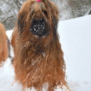 QUANTICA El`Bridorado