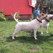 Gaja Rossa-Bull J.Ch.Pl, Ch.PL,Ch.RS