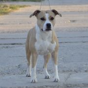 DS REBEL HEART OFF PROZAK 