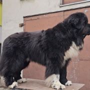 BRONEK z Rogowa Rodem 