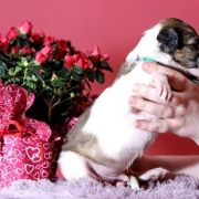 NOBLE NEON Impuls i Splendor