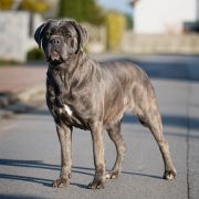 INDIA Insendiamento di Perle Nere