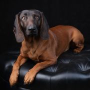 ARABESKA ze Świerzowskich Łąk FCI