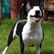 BALBINA Szoszon Kaja 