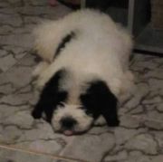 SPIRITUL MIORITICULUI ENIA MONASIM