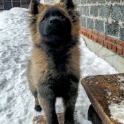 ALKOR S LUNEZHSKIKH GOR