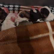 Autumn litter D' 2020