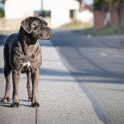 INDIA Insendiamento di Perle Nere