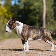 FAMOUS FITBULL CINDERELLA FRIEND OF MINE