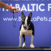 Charlie Lauras Dream Fci