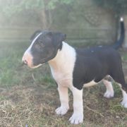 Charlie Lauras Dream Fci