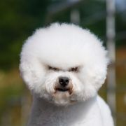 Walcott Aschar Hascikova