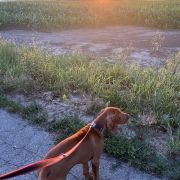 MOZART Mm`s Paws FCI