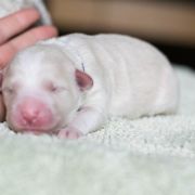 ROYAL JELLY Tempus Ad Miraculum