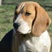 AMAZING SUCCESS VANESSA DARLING JOY