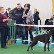 V-ce Zw Klubu, Ch PL Vonadel JUST IN TIME