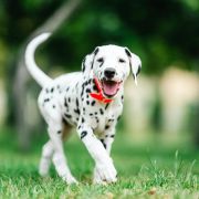 CIRILLA z Łaciatej Krainy