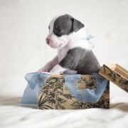 MOONLIGHT Zealous Heart 