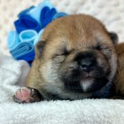 DAIKI the Scarlet Hill