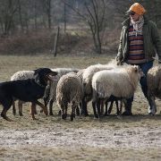 MINERVA MIRA Astra Canina