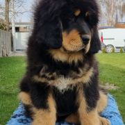 KING BRUCE LEE Arhat