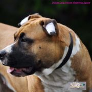 DICKIES LADY VENOM POKEROWY ZYWOT